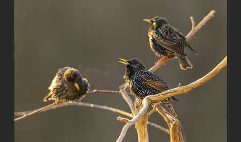 Star (Sturnus vulgaris)