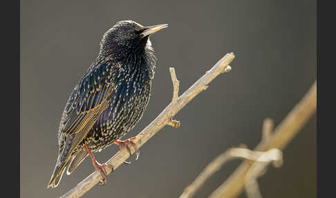 Star (Sturnus vulgaris)