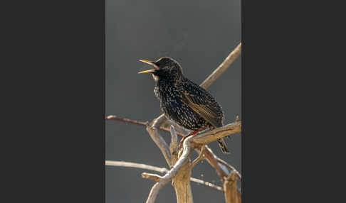 Star (Sturnus vulgaris)