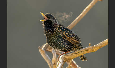 Star (Sturnus vulgaris)