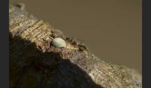 Blauer Eichen-Zipfelfalter (Favonius quercus)