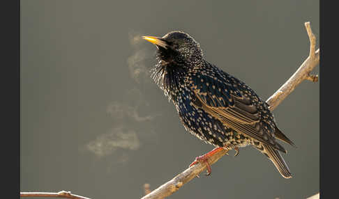 Star (Sturnus vulgaris)