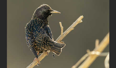 Star (Sturnus vulgaris)