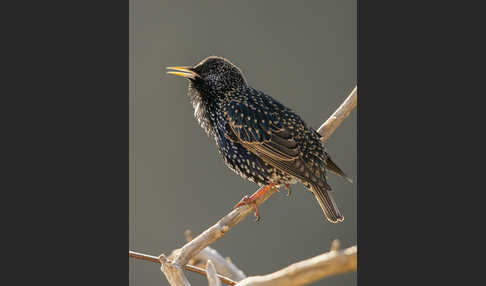 Star (Sturnus vulgaris)