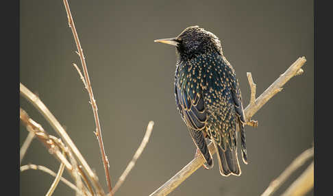 Star (Sturnus vulgaris)