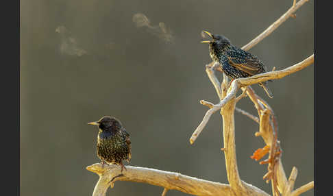 Star (Sturnus vulgaris)