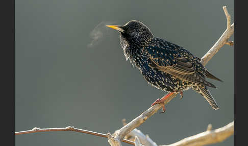 Star (Sturnus vulgaris)