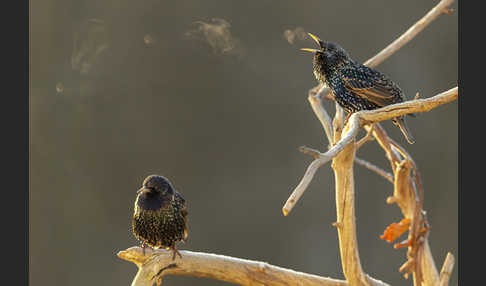 Star (Sturnus vulgaris)