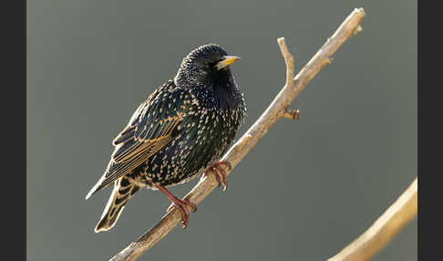 Star (Sturnus vulgaris)