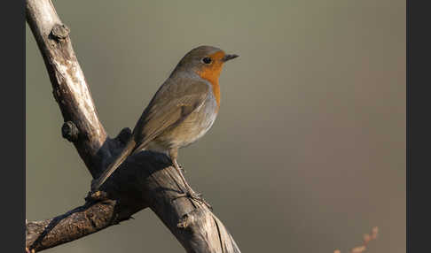 Rotkehlchen (Erithacus rubecula)