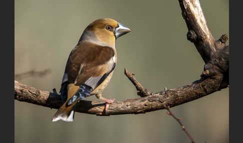 Kernbeißer (Coccothraustes coccothraustes)