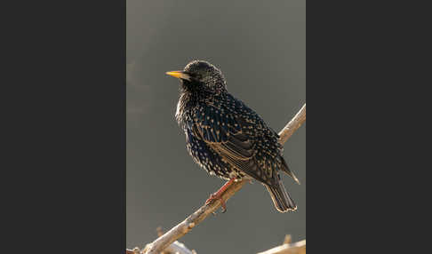 Star (Sturnus vulgaris)