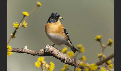 Bergfink (Fringilla montifringilla)