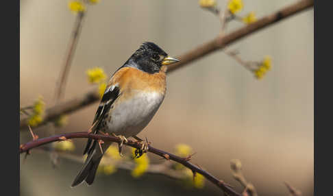 Bergfink (Fringilla montifringilla)