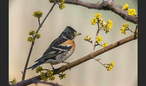 Bergfink (Fringilla montifringilla)