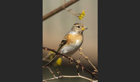 Bergfink (Fringilla montifringilla)