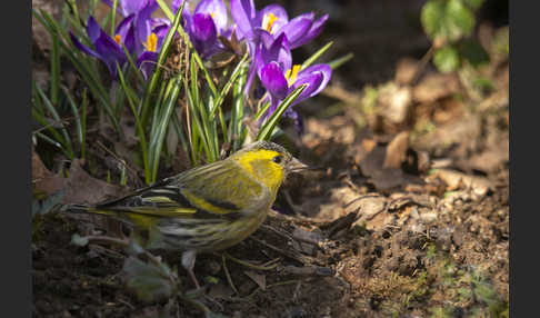 Erlenzeisig (Carduelis spinus)