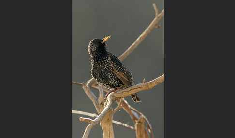 Star (Sturnus vulgaris)