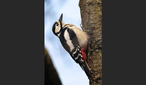 Buntspecht (Dendrocopos major)