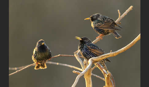 Star (Sturnus vulgaris)