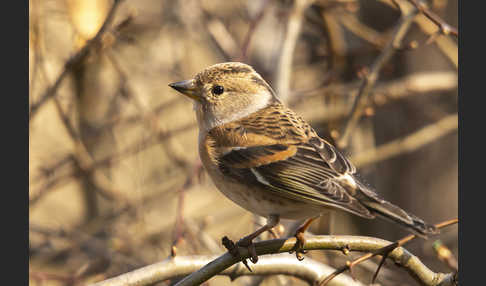 Bergfink (Fringilla montifringilla)