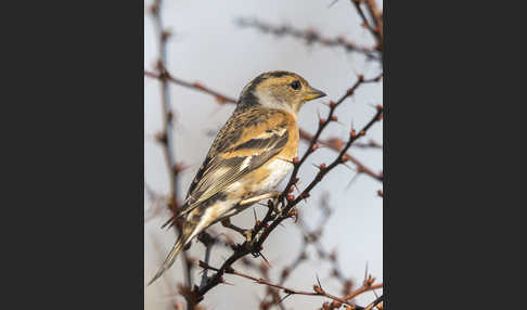 Bergfink (Fringilla montifringilla)