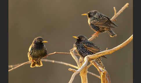 Star (Sturnus vulgaris)