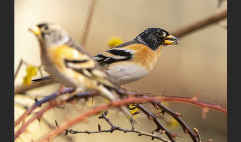 Bergfink (Fringilla montifringilla)