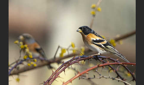 Bergfink (Fringilla montifringilla)