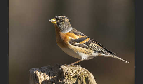 Bergfink (Fringilla montifringilla)