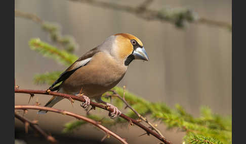 Kernbeißer (Coccothraustes coccothraustes)