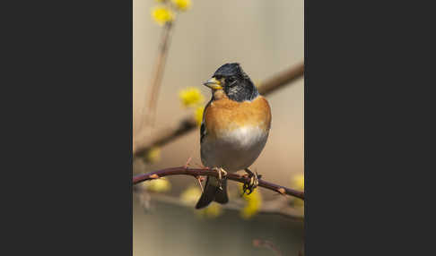 Bergfink (Fringilla montifringilla)