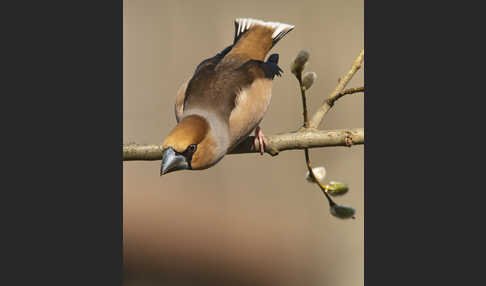 Kernbeißer (Coccothraustes coccothraustes)