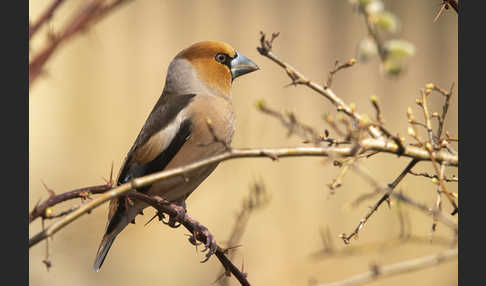 Kernbeißer (Coccothraustes coccothraustes)