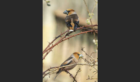 Kernbeißer (Coccothraustes coccothraustes)