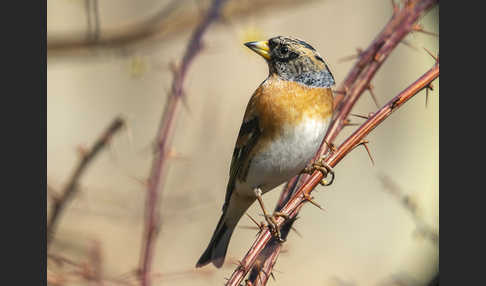 Bergfink (Fringilla montifringilla)