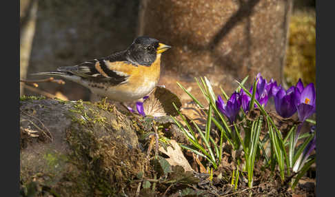 Bergfink (Fringilla montifringilla)