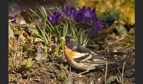 Bergfink (Fringilla montifringilla)