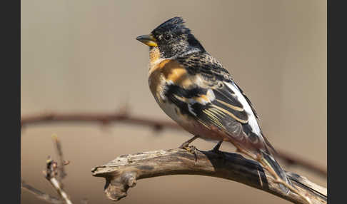 Bergfink (Fringilla montifringilla)