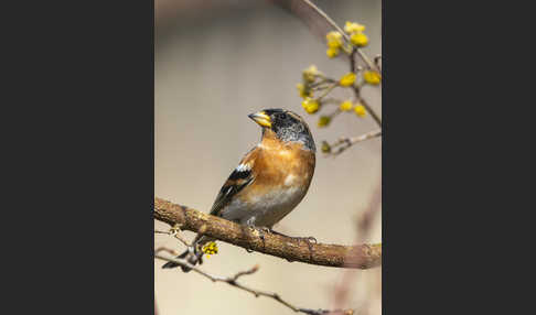 Bergfink (Fringilla montifringilla)