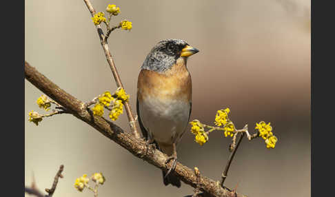 Bergfink (Fringilla montifringilla)