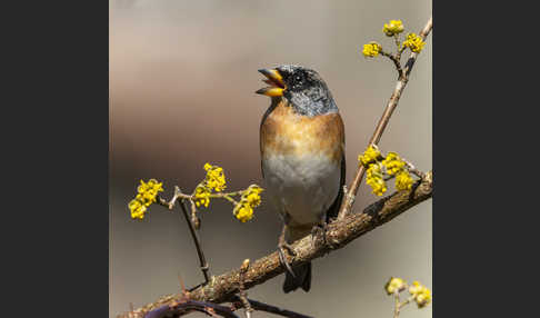 Bergfink (Fringilla montifringilla)