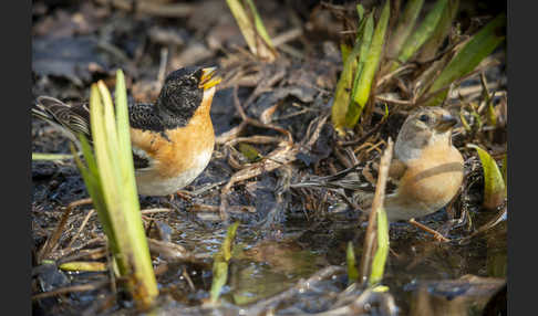 Bergfink (Fringilla montifringilla)