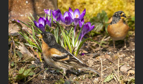 Bergfink (Fringilla montifringilla)