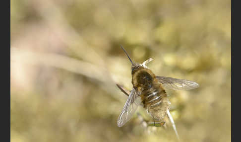 Schwarzborstiger Wollschweber (Bombylius venosus)