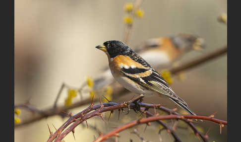 Bergfink (Fringilla montifringilla)