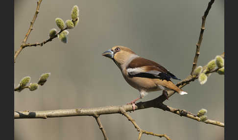 Kernbeißer (Coccothraustes coccothraustes)