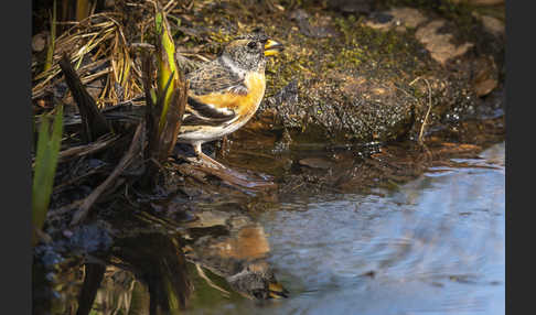 Bergfink (Fringilla montifringilla)