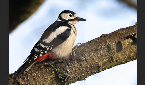 Buntspecht (Dendrocopos major)