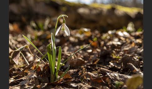 Kleines Schneeglöckchen (Galanthus nivalis)